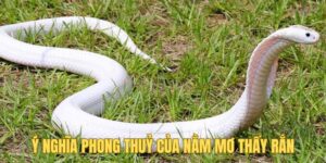 Tìm hiểu ý nghĩa phong thủy của việc nằm mơ thấy rắn